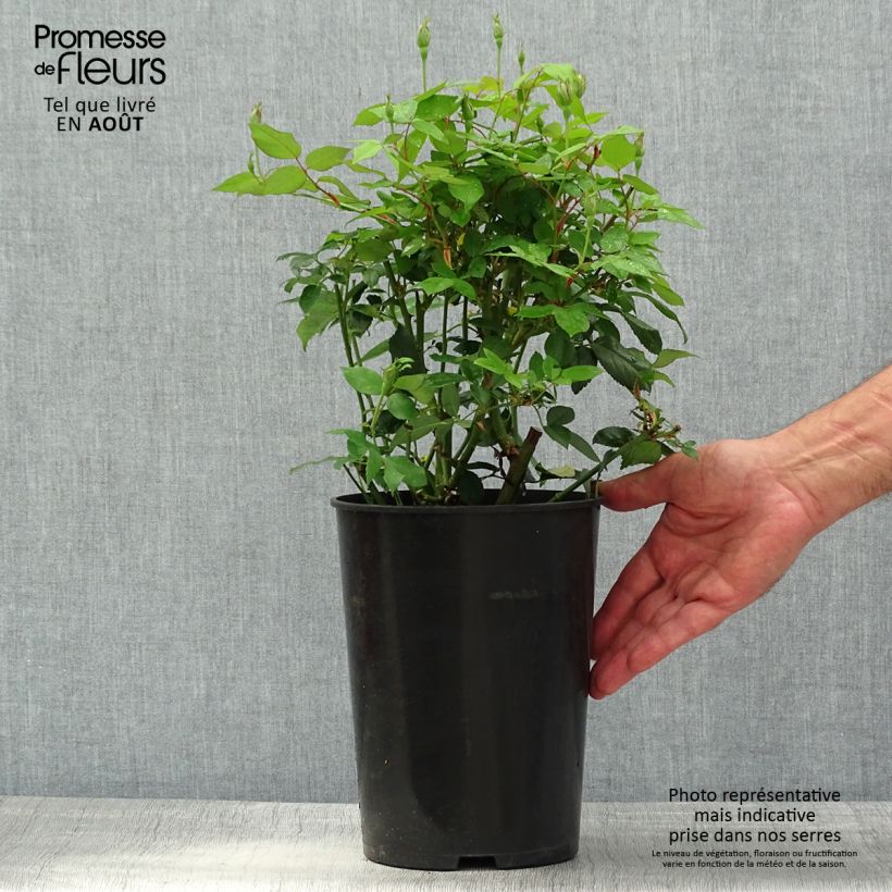 Esemplare di Rosa chinensis Viridiflora - Rosa cinese Vaso da 4L/5L consegnato in estate