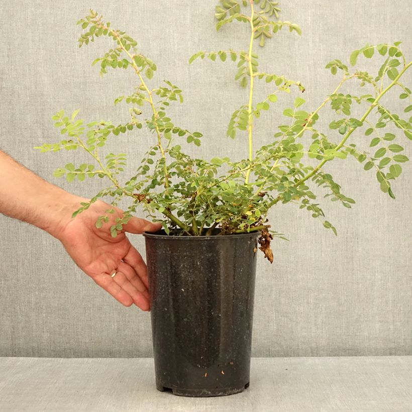Esemplare di Rosa moyesii Geranium - Rose antica Vaso da 3L/4L consegnato in estate