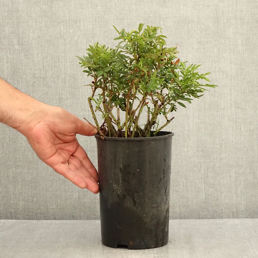 Esemplare di Rosa nitida - Rosa botanico Vaso da 2L/3L consegnato in estate