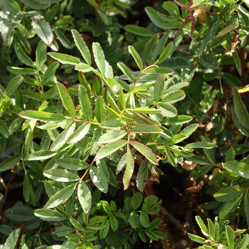 Rosa nitida - Rosa botanico (Fogliame)