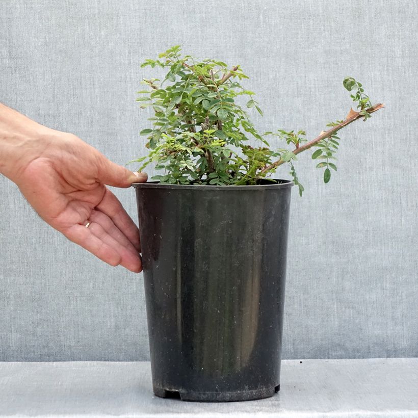 Esemplare di Rosa omeiensis Pteracantha - Rosa botanico Vaso da 4L/5L consegnato in estate
