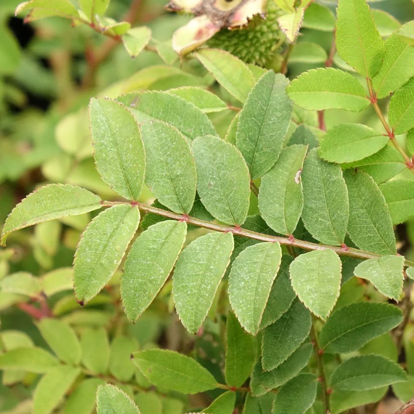 Rosa roxburghii Lampion (Fogliame)