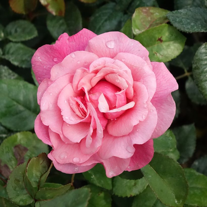 Rosa Wildberry (Fioritura)