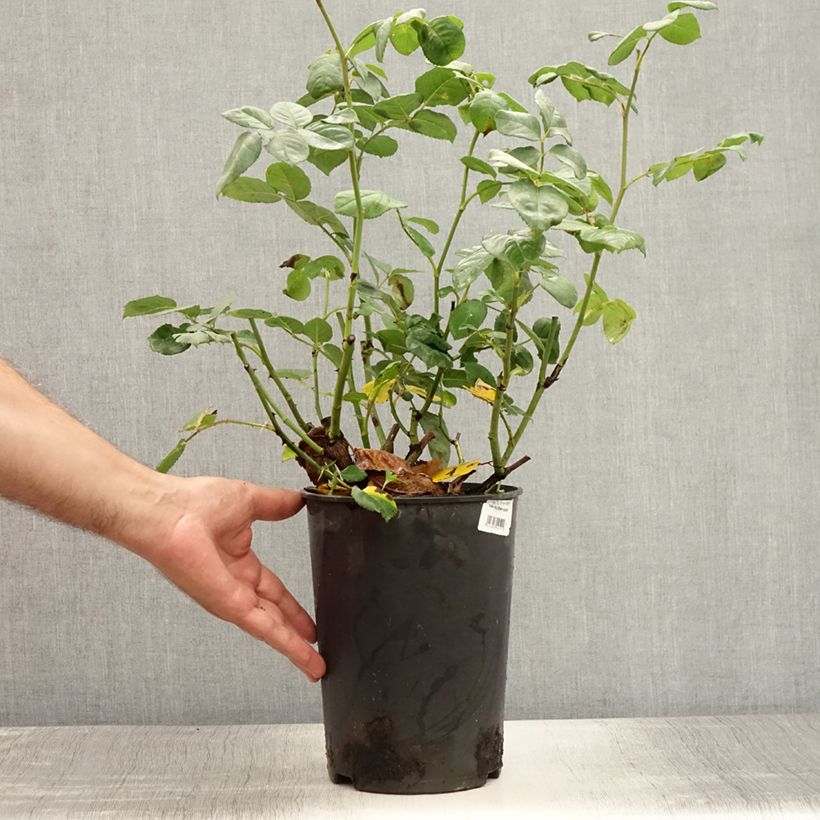 Esemplare di Rosa polyantha Rosier buisson Eisvogel Vaso da 4L/5L consegnato in estate