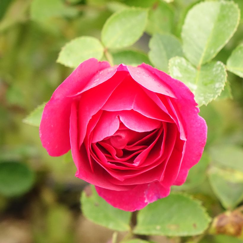 Rosa polyantha Kaffe Fassett (Fioritura)