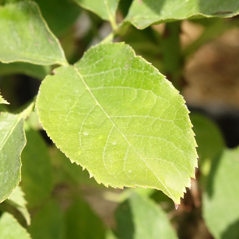 Rosa Pascali (Fogliame)