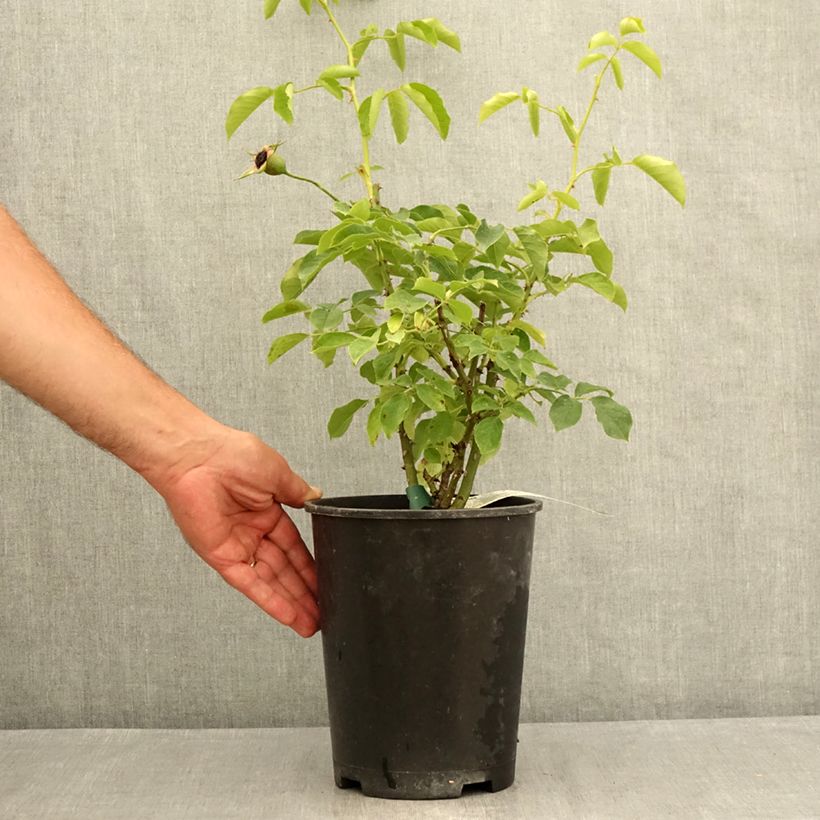 Esemplare di Rosa Pascali Vaso da 4L/5L consegnato in estate