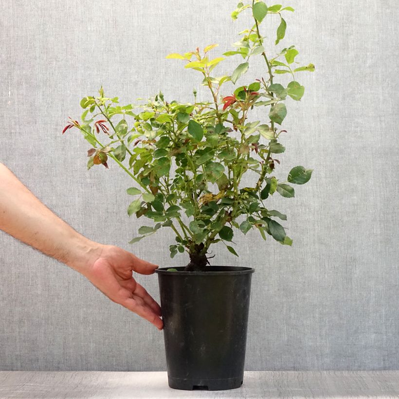 Esemplare di Rosa tappezzante Amber Sun Vaso da 2L/3L consegnato in estate
