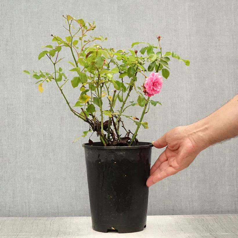 Esemplare di Rosa tappezzante Rigo Rosen Amica Vaso da 3L/4L consegnato in estate