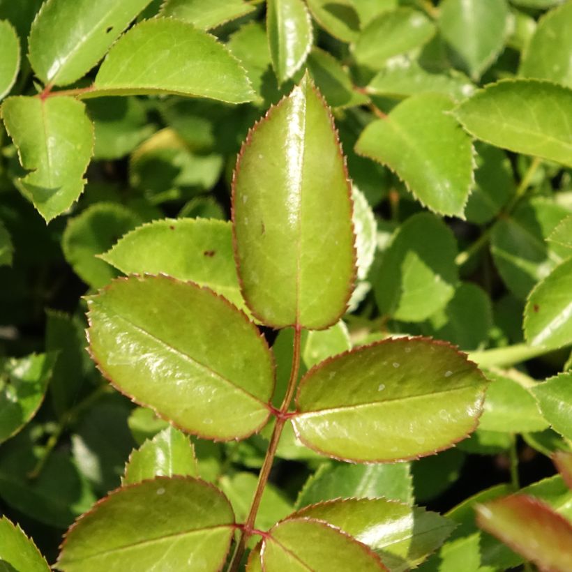 Rosa tappezzante Aspirin Rose (Fogliame)