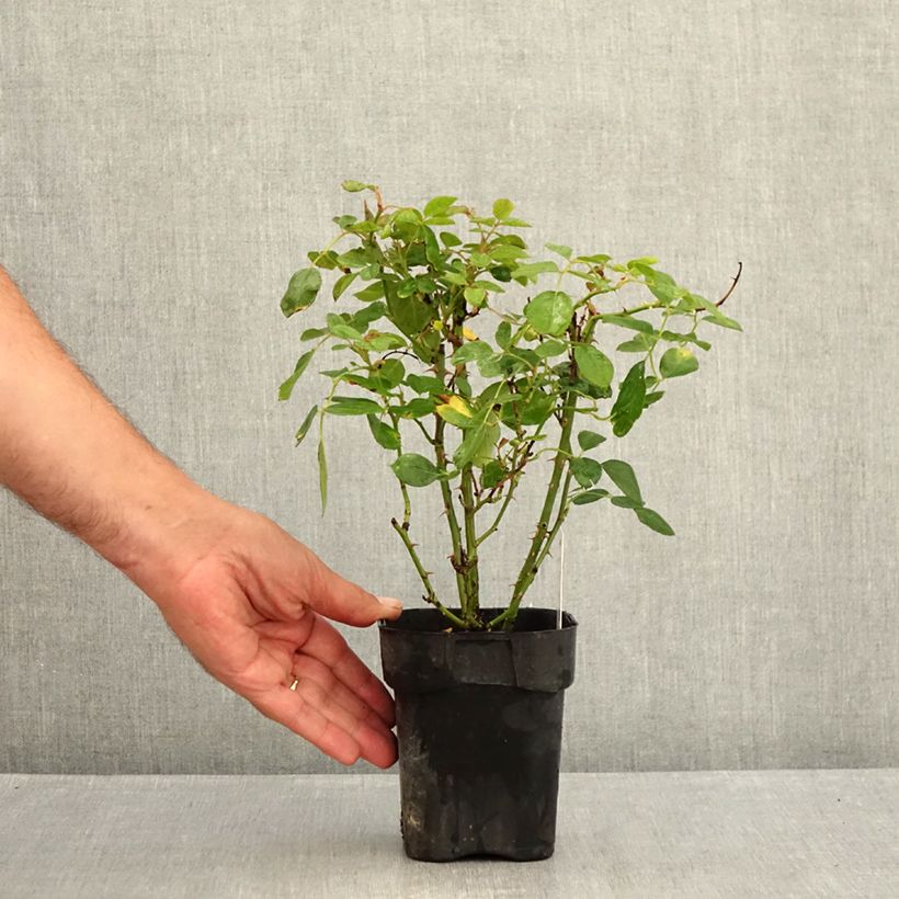 Esemplare di Rosa tappezzante Black Forest Rose Vaso da Ø 10 cm/11 cm consegnato in estate
