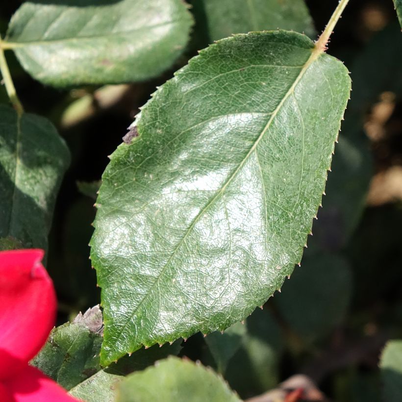 Rosa tappezzante Double Knock Out (Fogliame)