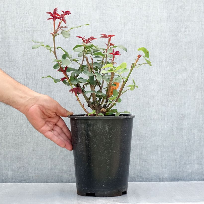 Esemplare di Rosier couvre-sol Double Knock Out Vaso da 4L/5L consegnato in estate