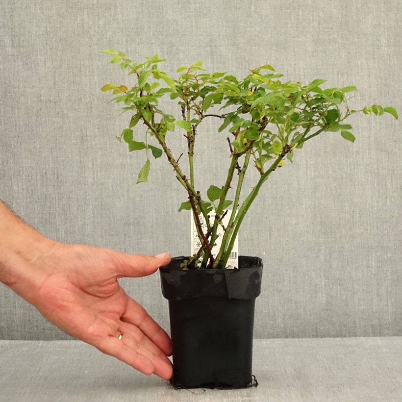 Esemplare di Rosa tappezzante Larissa Vaso da Ø 10 cm/11 cm consegnato in estate