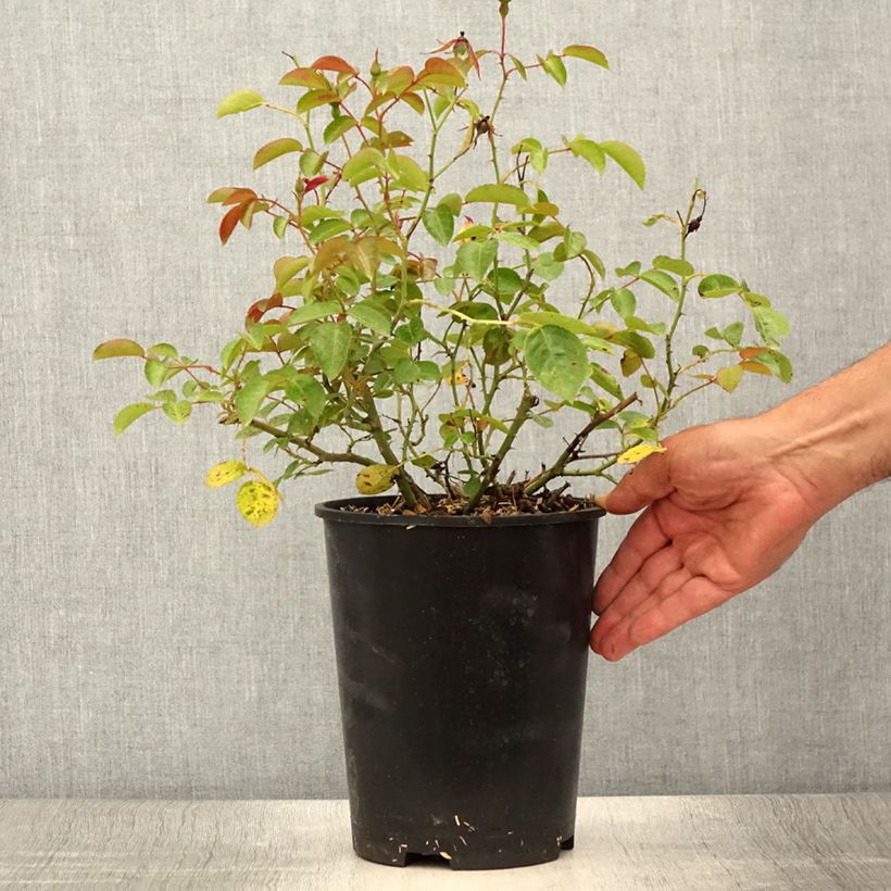 Esemplare di Rosa tappezzante Mainaufeuer Vaso da 4L/5L consegnato in estate