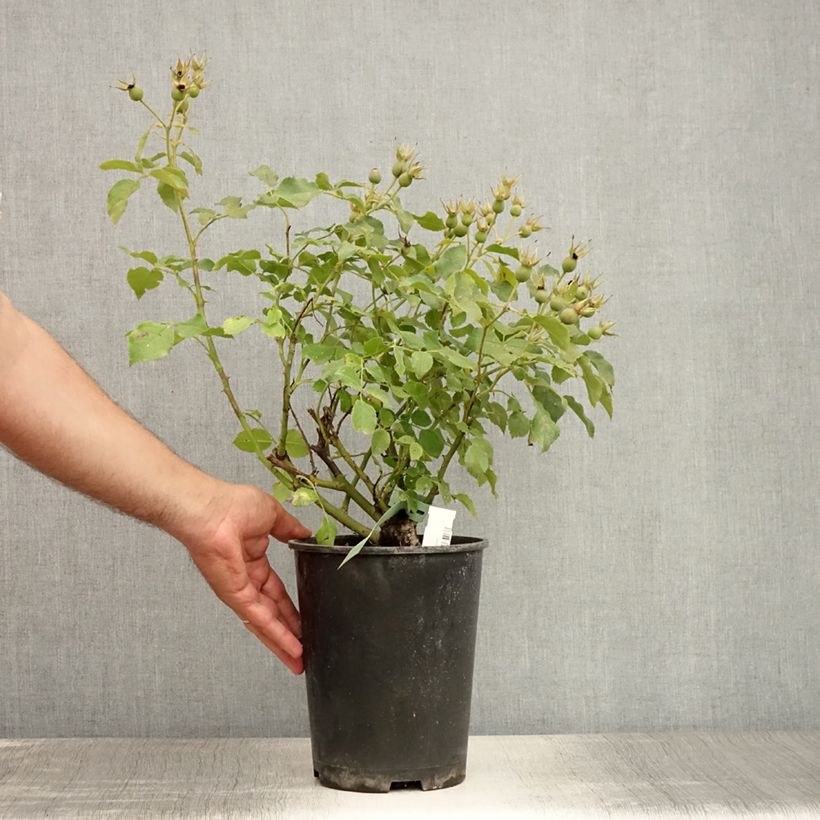 Esemplare di Rosa tappezzante Marondo Vaso da 2L/3L consegnato in estate