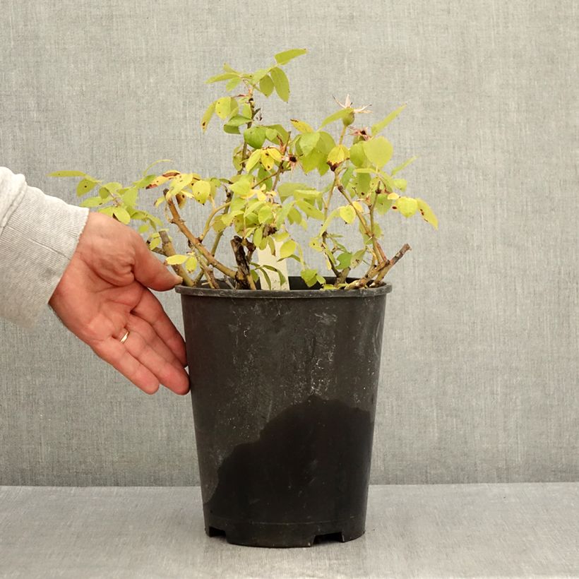 Esemplare di Rosa tappezzante Pink Knock Out Vaso da 3L/4L consegnato in estate