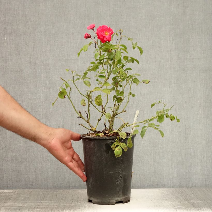 Esemplare di Rosa tappezzante Rigo Bonaparte Vaso da 2L/3L consegnato in estate