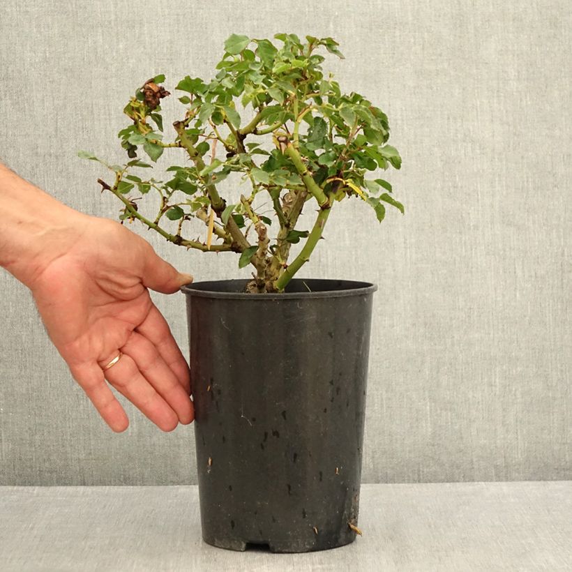 Esemplare di Rosa tappezzante Rigo Rotilia Vaso da 2L/3L consegnato in estate