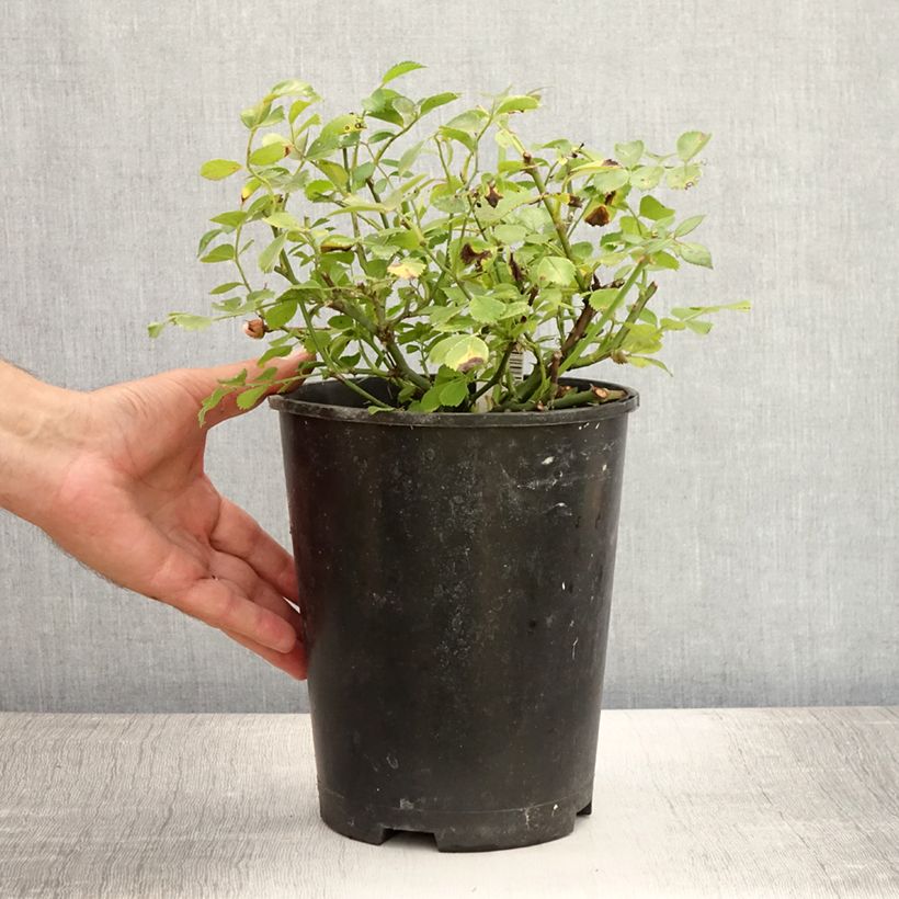 Esemplare di Rosa tappezzante Satina Vaso da 2L/3L consegnato in estate