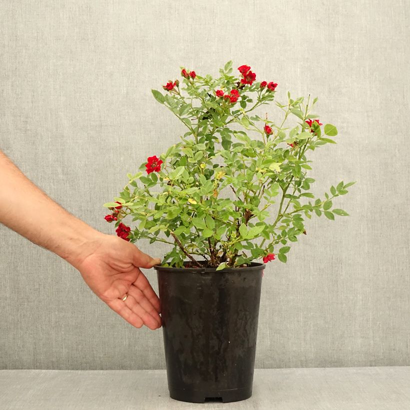 Esemplare di Rosa tappezzante Tapis Rouge Interop Vaso da 2L/3L consegnato in estate
