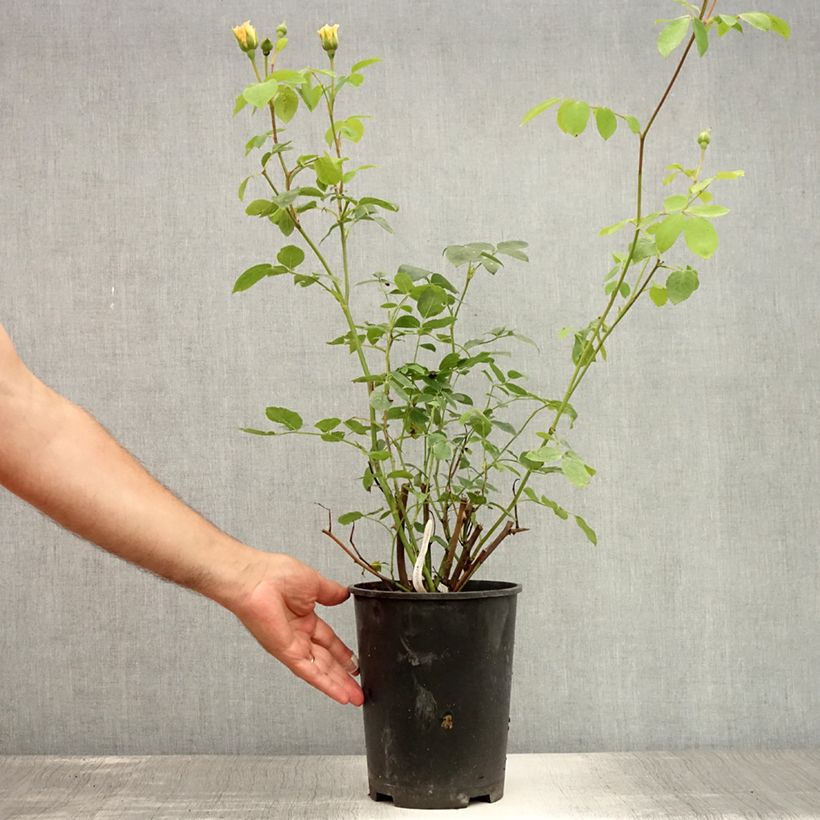 Esemplare di Rosa Bathsheba Vaso da 4L/5L consegnato in estate
