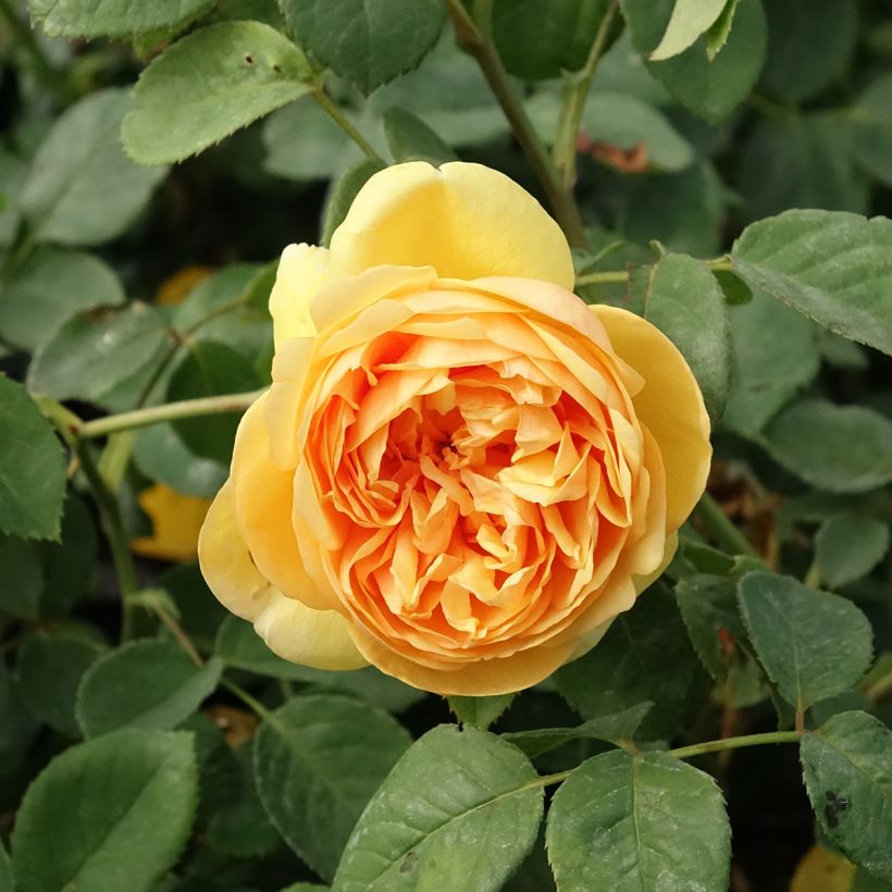 Rosa Bring Me Sunshine (Fioritura)
