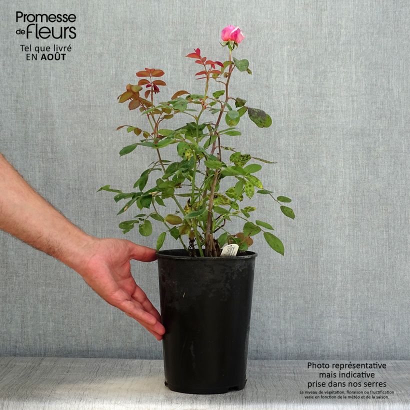 Esemplare di Rosa Brother Cadfael Vaso da 4L/5L consegnato in estate