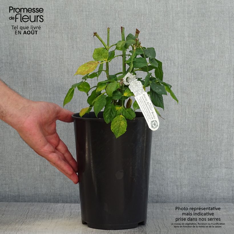 Esemplare di Rosa Carolyn Knight Vaso da 4L/5L consegnato in estate