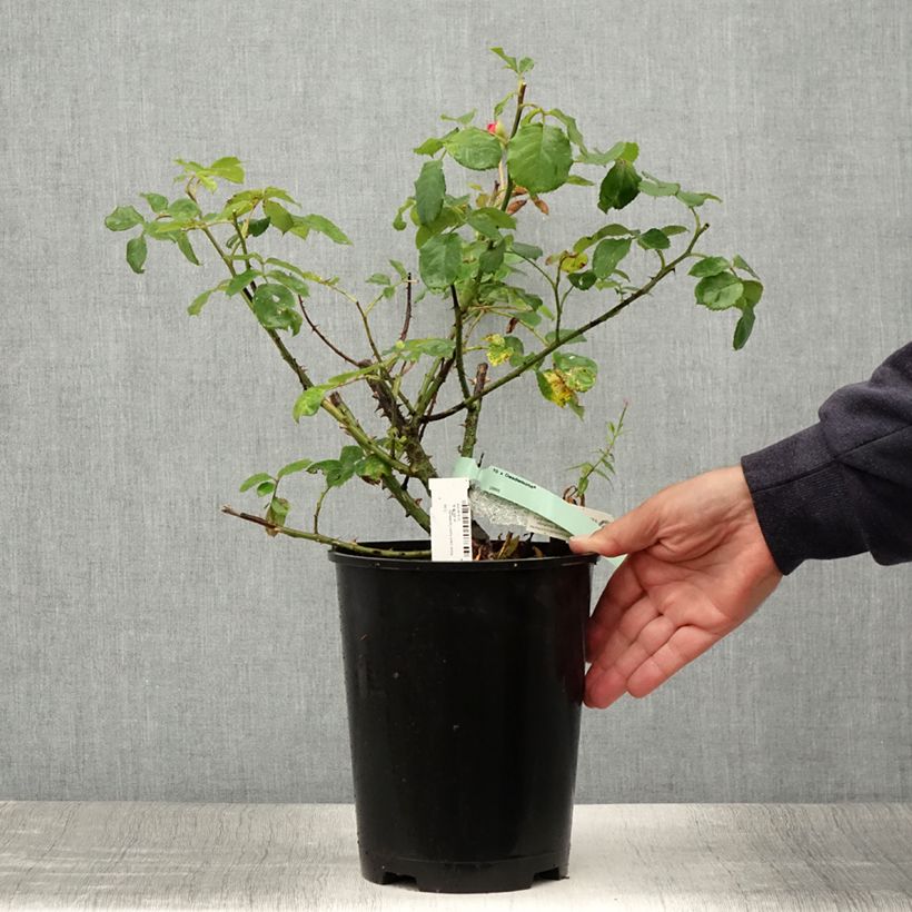 Esemplare di Rosa Desdemona Vaso da 4L/5L consegnato in estate