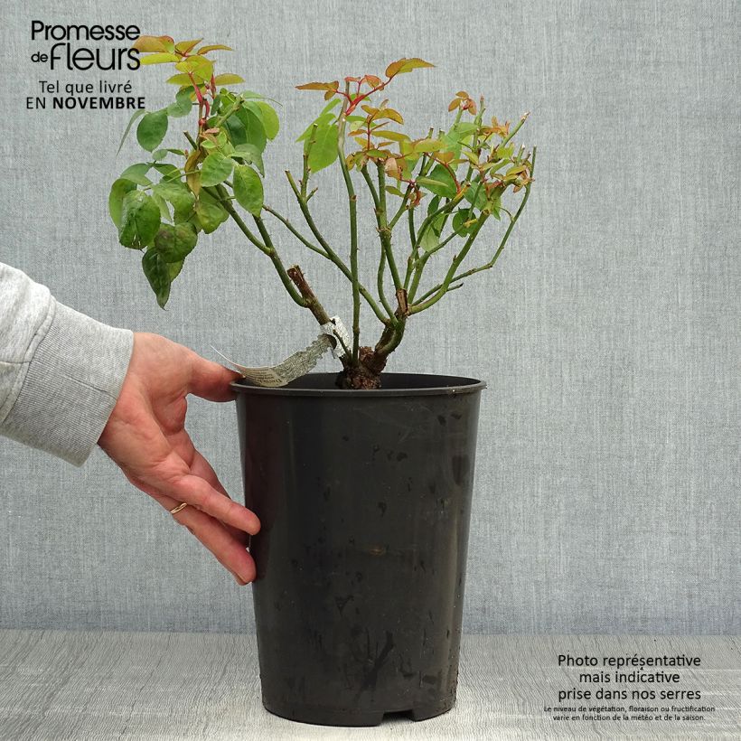 Esemplare di Rosa Eglantyne Vaso da 4L/5L come consegnato in autunno