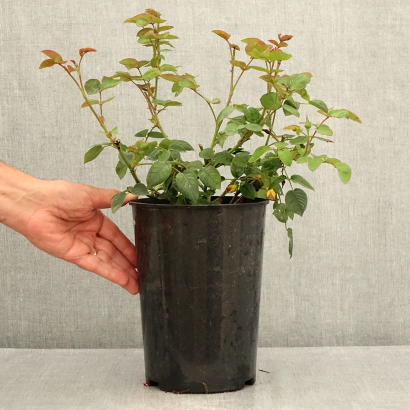 Esemplare di Rosa Gentle Hermione Vaso da 4L/5L consegnato in estate