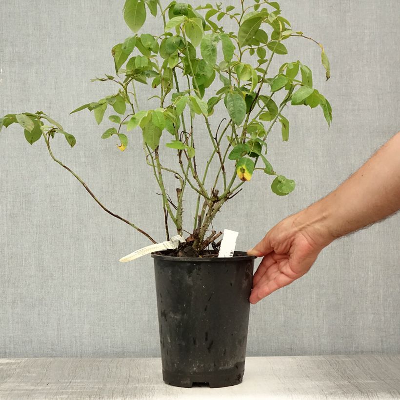 Esemplare di Rosa Gertrude Jekyll Vaso da 4L/5L consegnato in estate