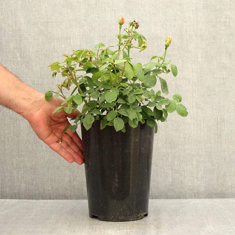Esemplare di Rosa Grace Vaso da 4L/5L consegnato in estate