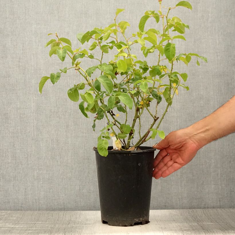 Esemplare di Rosa James L. Austin Vaso da 3L/4L consegnato in estate
