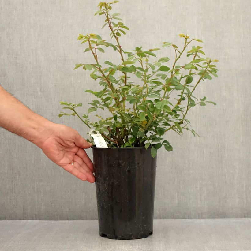 Esemplare di Rosa Lady Of Shalott Vaso da 4L/5L consegnato in estate