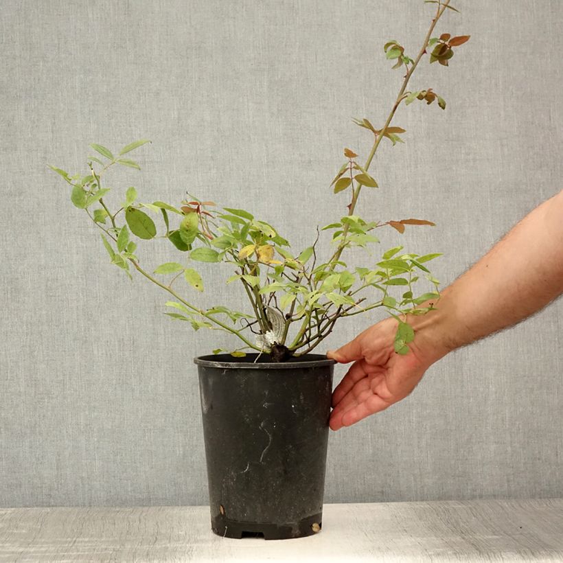 Esemplare di Rosa Malvern Hills Vaso da 4L/5L consegnato in estate
