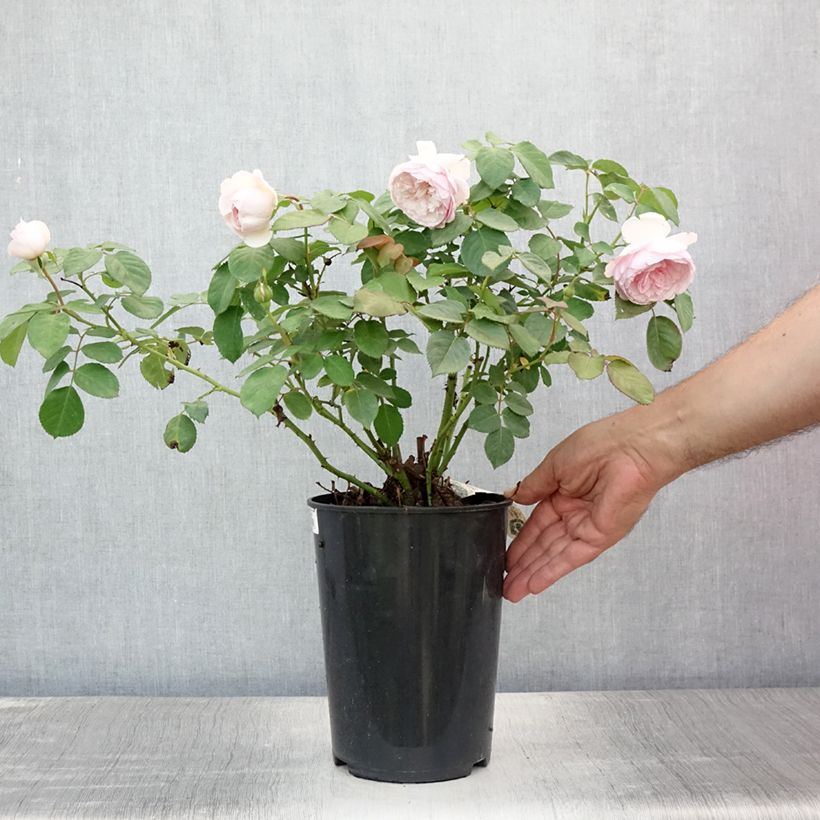 Esemplare di Rosa Olivia Rose Austin Vaso da 4L/5L consegnato in estate