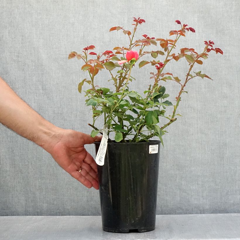 Esemplare di Rosa Princess Alexandra of Kent Vaso da 4L/5L consegnato in estate