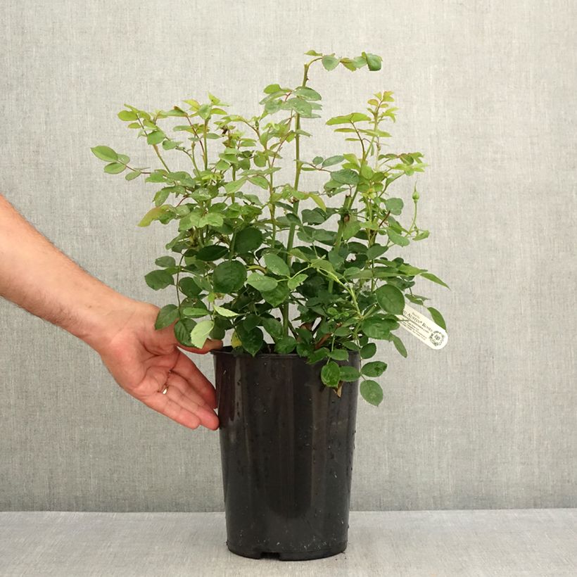 Esemplare di Rosa alba Royal Jubilee - Rosa bianca Vaso da 4L/5L consegnato in estate