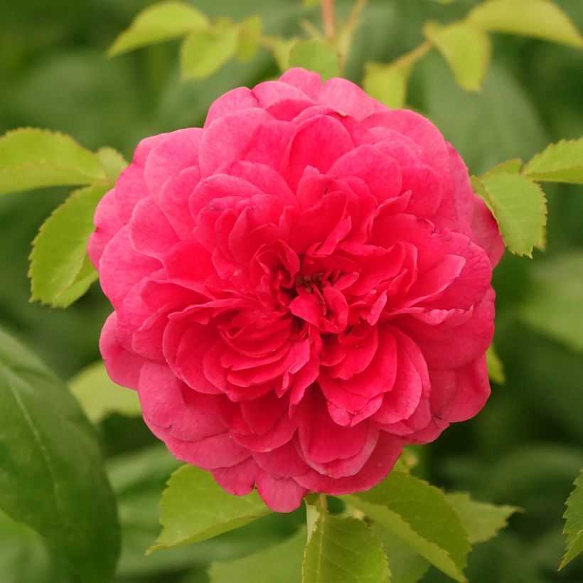 Rosa Sir John Betjeman (Fioritura)