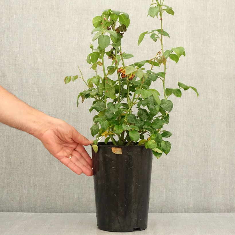 Esemplare di Rosa Strawberry Hill Vaso da 4L/5L consegnato in estate
