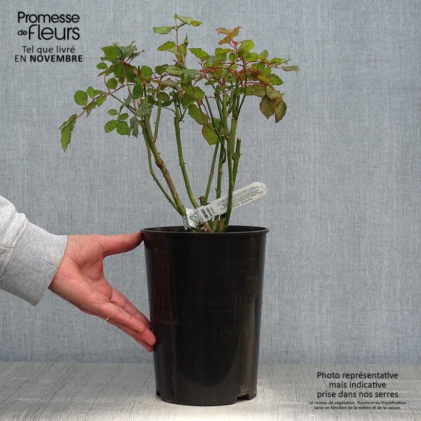 Esemplare di Rosa Summer Song Vaso da 4L/5L come consegnato in autunno