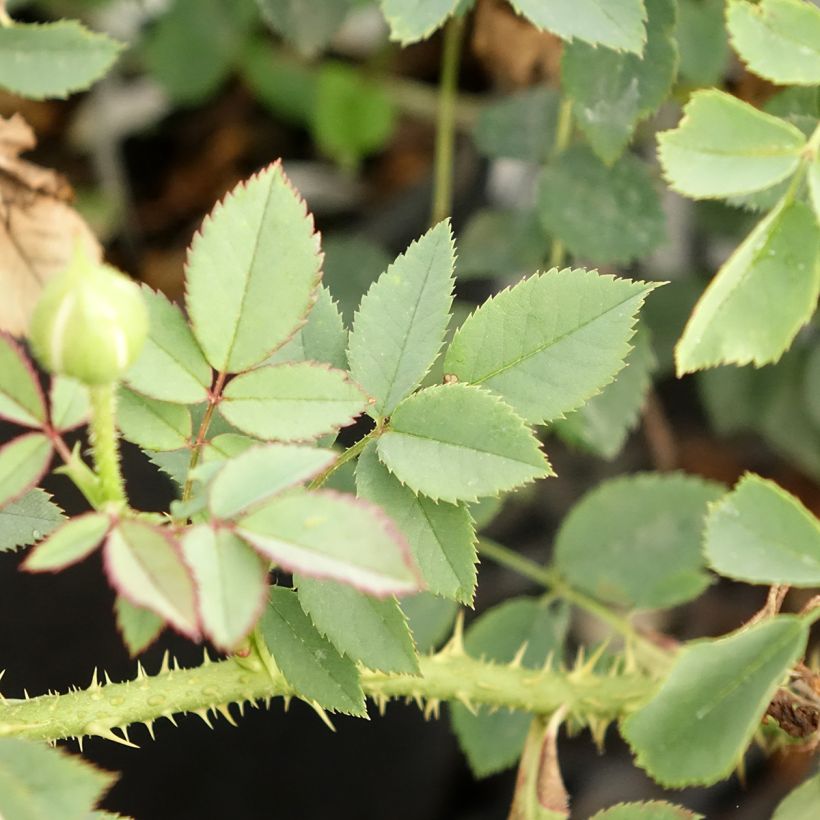 Rosa The Country Parson (Fogliame)