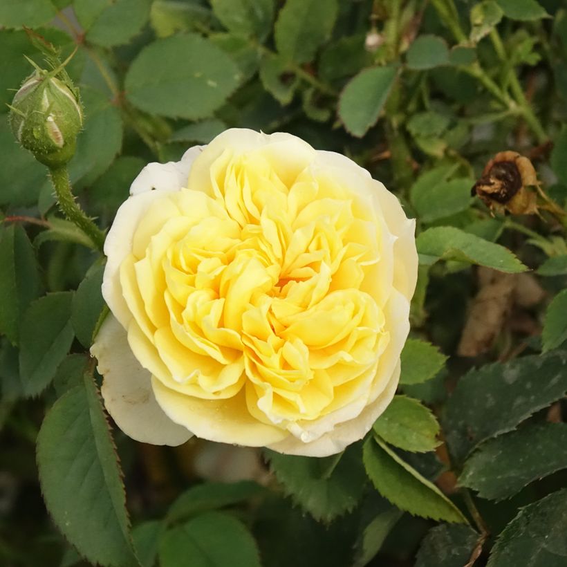 Rosa The Country Parson (Fioritura)