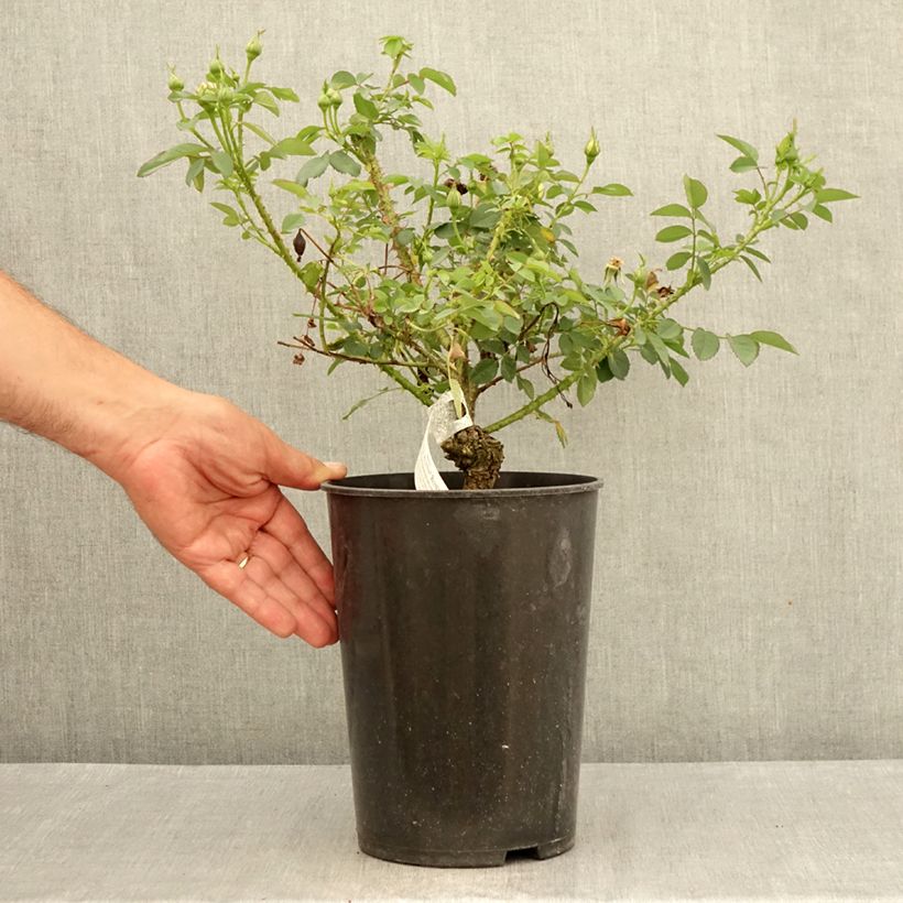 Esemplare di Rosa The Country Parson Vaso da 4L/5L consegnato in estate