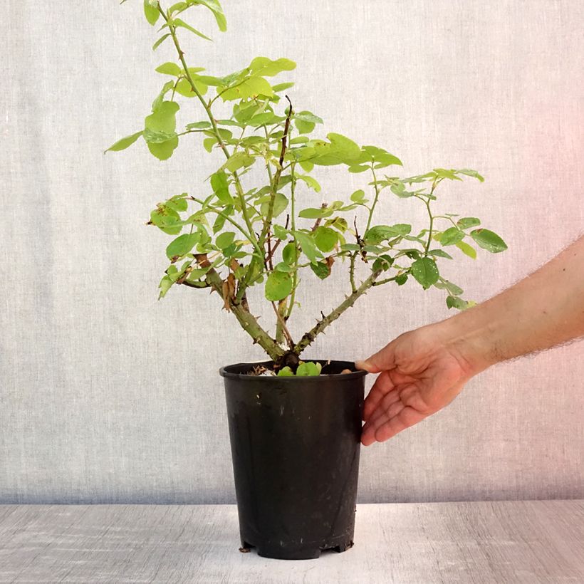 Esemplare di Rosa The Lady Gardener Vaso da 4L/5L consegnato in estate