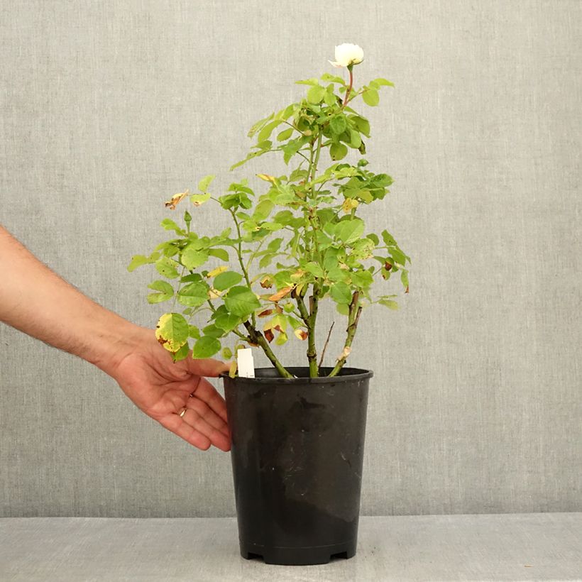 Esemplare di Rosa moscata Tranquillity Vaso da 4L/5L consegnato in estate
