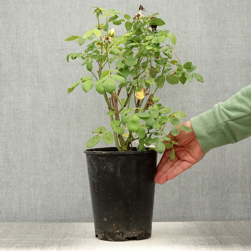 Esemplare di Rosa Vanessa Bell Vaso da 4L/5L consegnato in estate