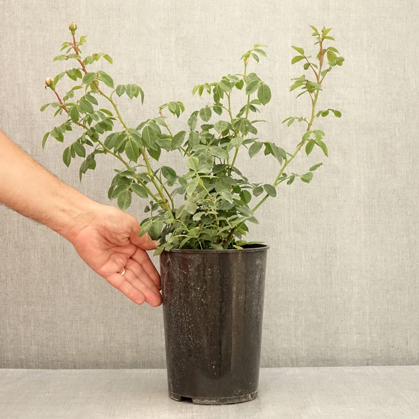 Esemplare di Rosa Wisley 2008 Vaso da 4L/5L consegnato in estate